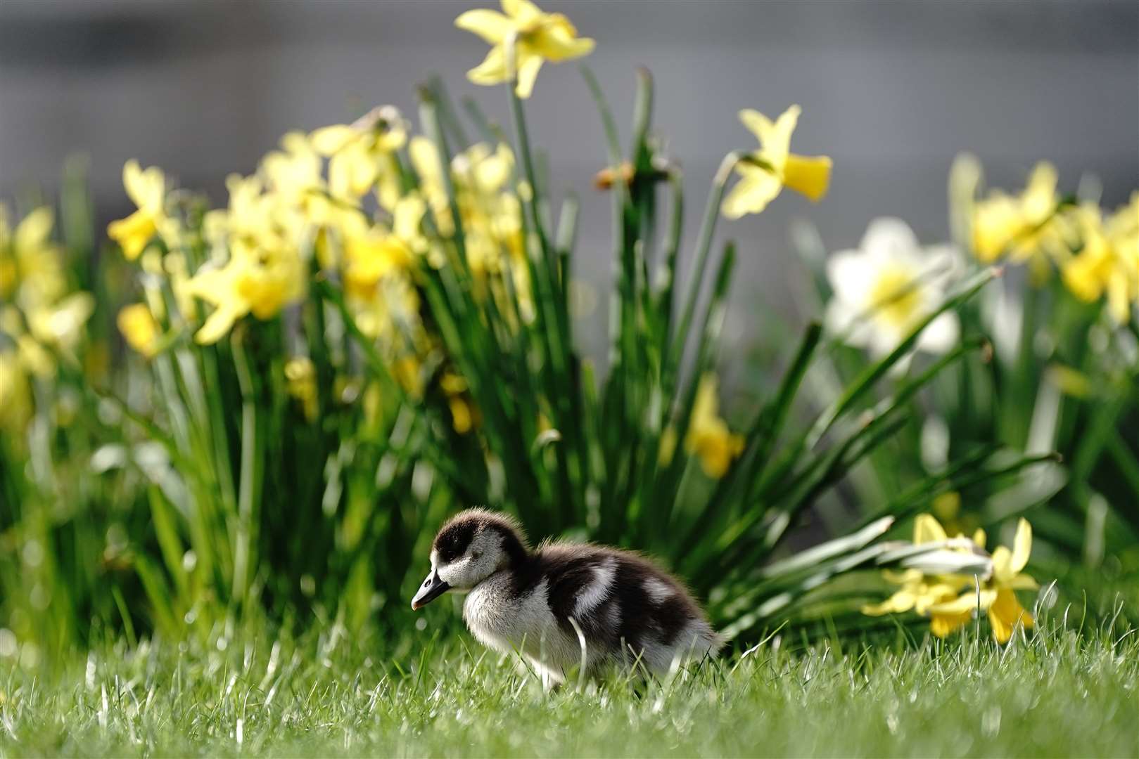 Flowers including snowdrops, crocuses and daffodils have come into bloom in the mild weather (Aaron Chown/PA)