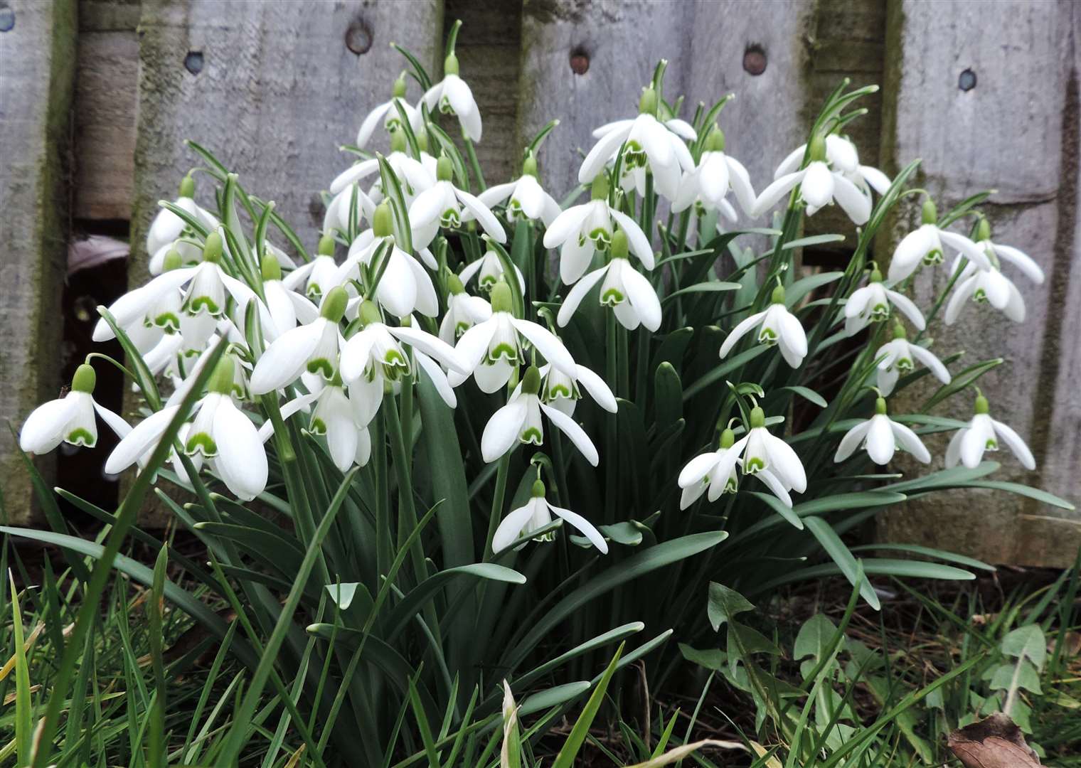 A clump of snowdrops captured in Nairn suggest spring is on the way. Picture: Elena Reid