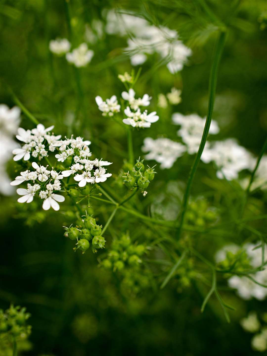 flowers and coriander seeds are outdoors
