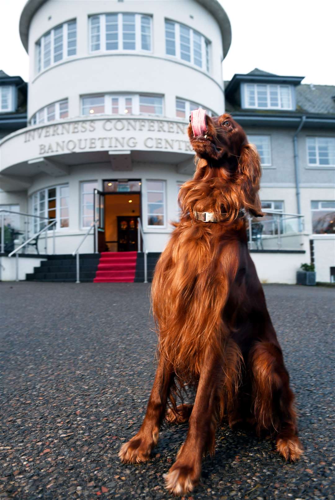 Ben the dog outside the Drumossie Hotel.