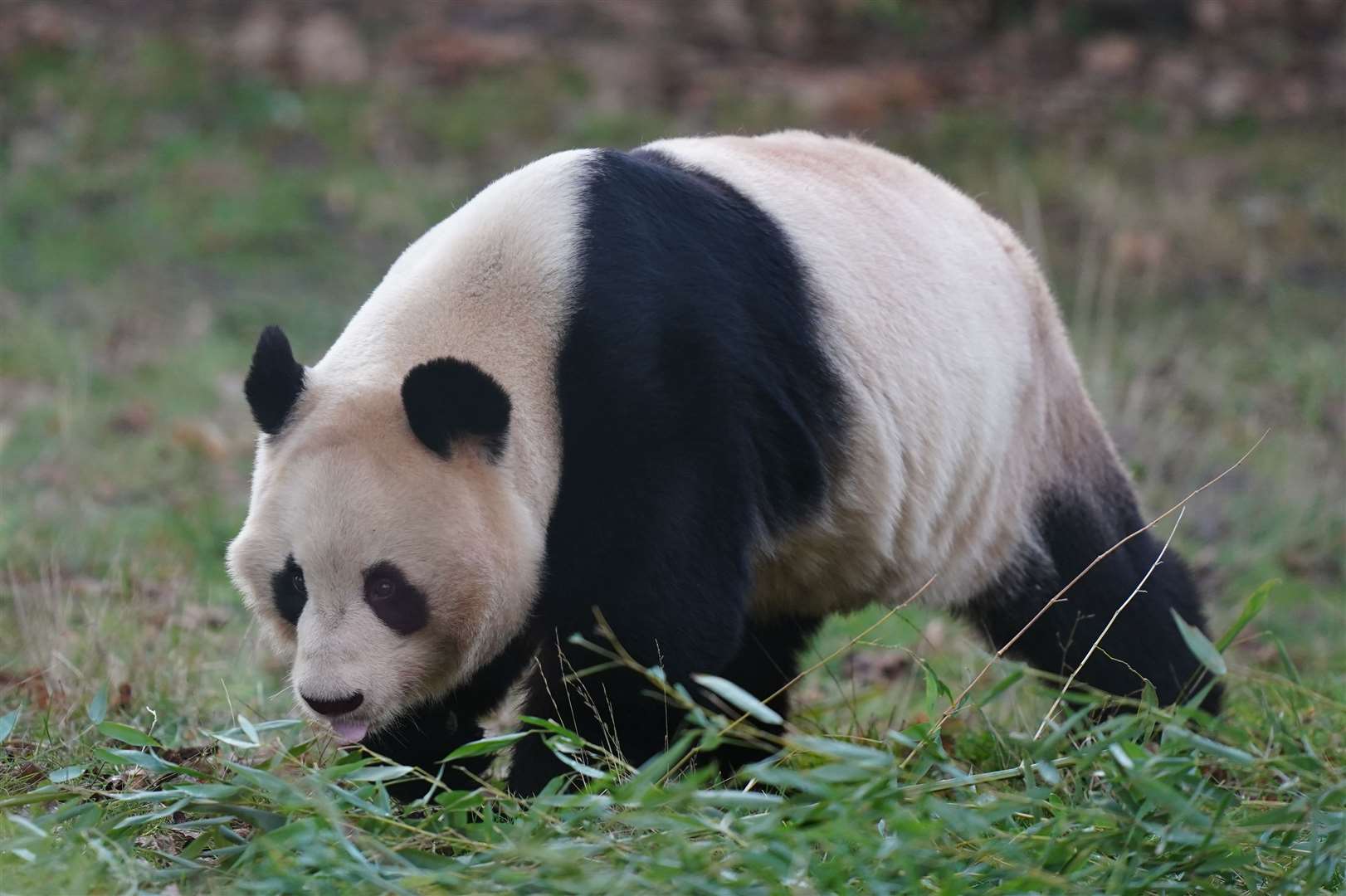 Giant panda Yang Guang took a stroll around his enclosure while visitors looked on (Jane Barlow/PA)