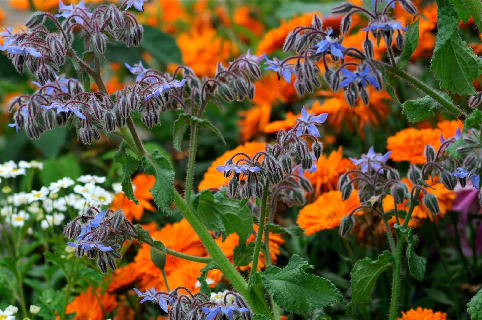 Borage planted with pot marigolds in a herb garden. Picture: Tim Sandall/RHS/PA