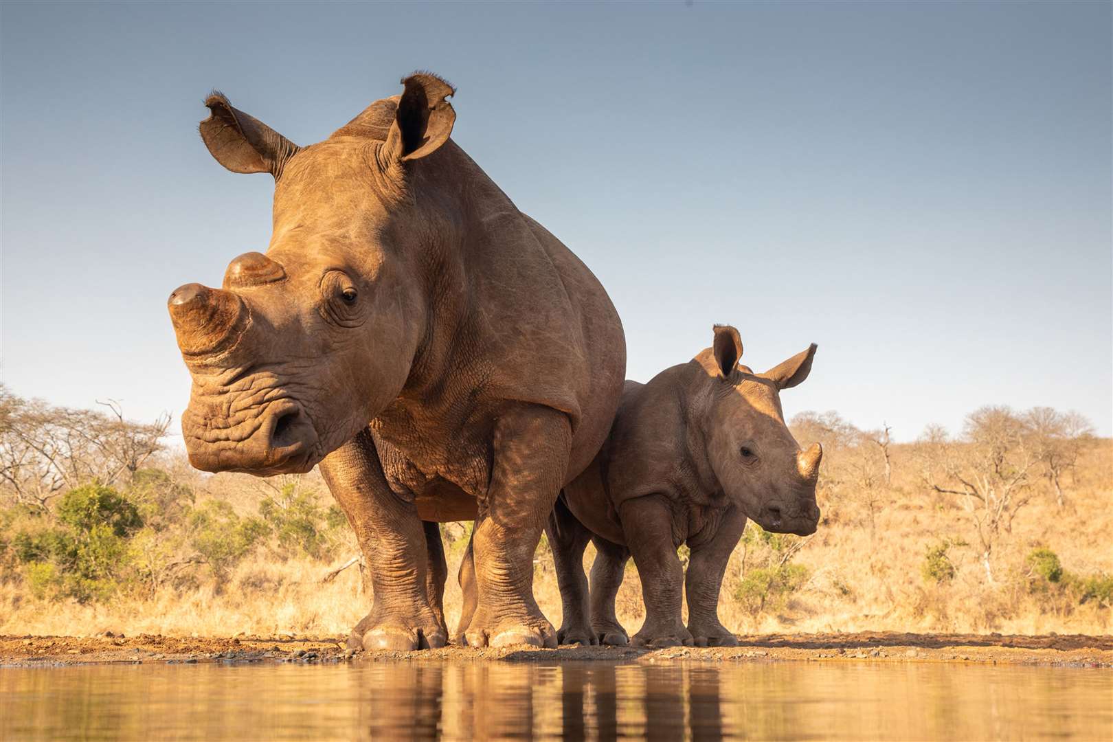 A mother rhino and calf. Picture: PA Photo/iStock