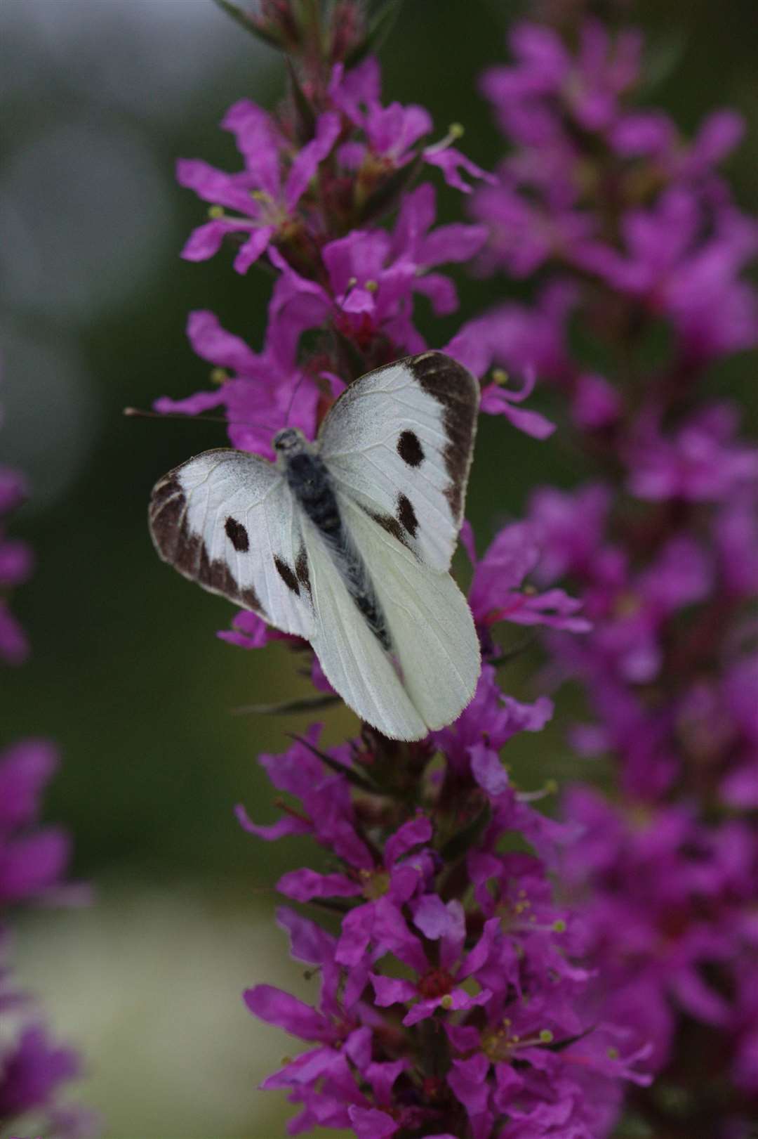 Large white butterfly. Picture: Carol Sheppard/RHS/PA