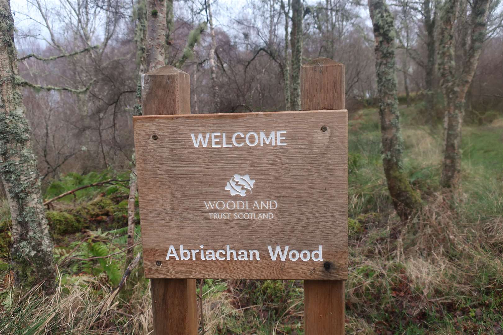 Abriachan Wood.
