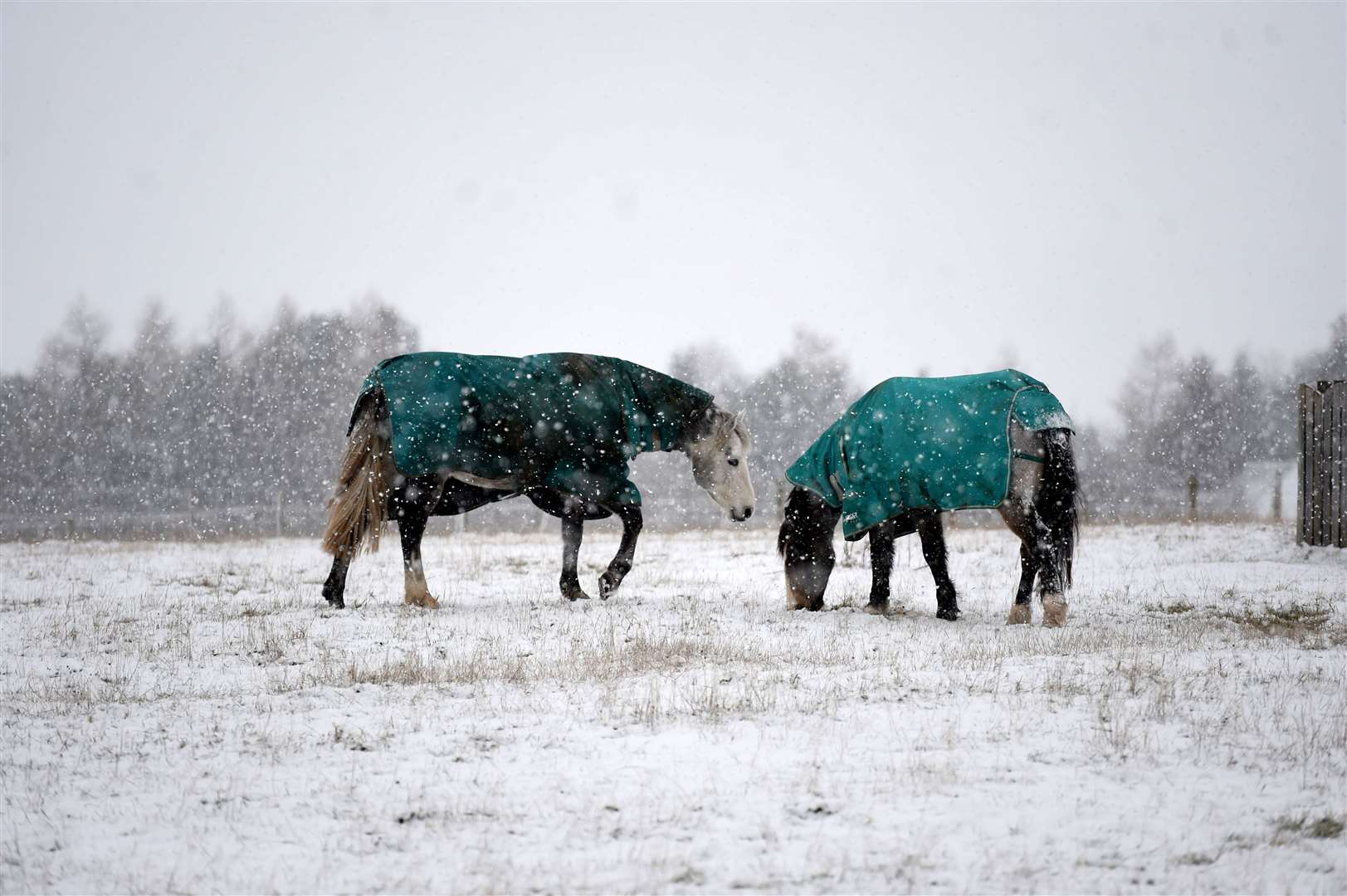 With their coats on these horses weren't too bothered by the snow showers.