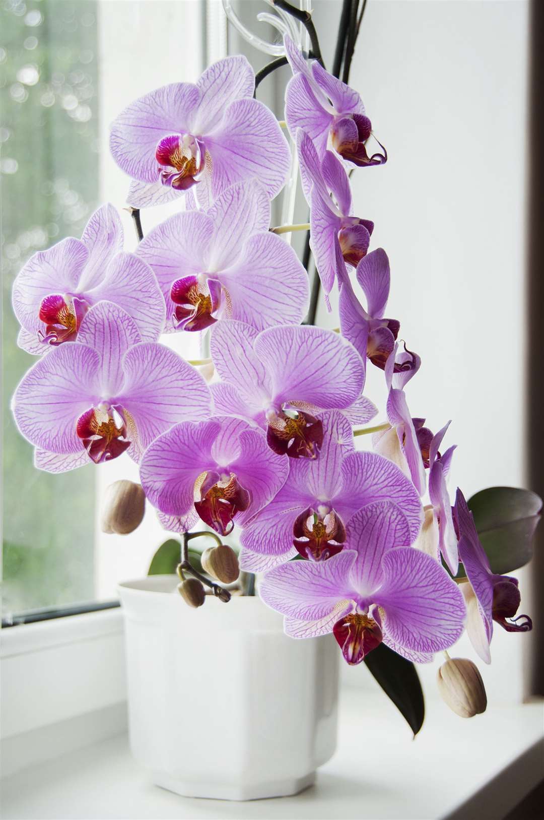 Phalaenopsis orchids can flower for months if cared for properly. Picture: iStock/PA