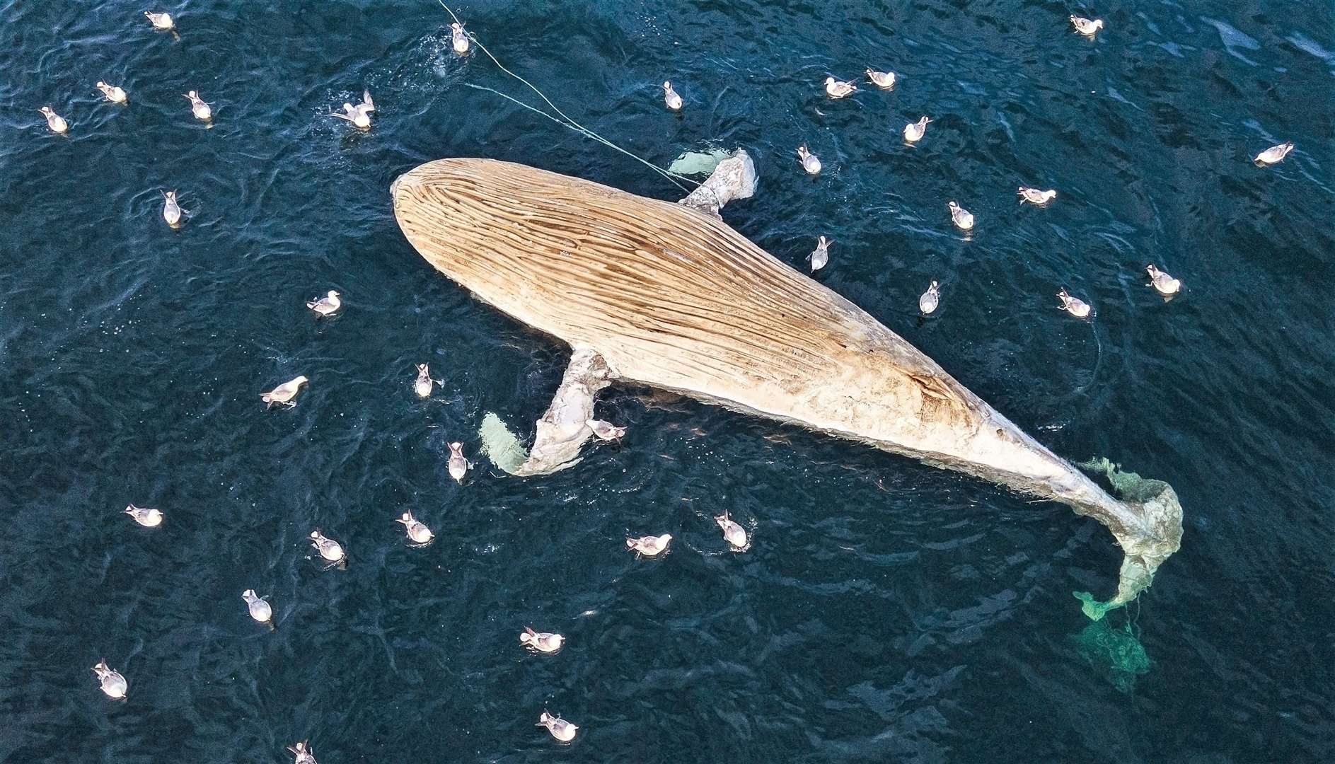 The decaying whale carcass was attracting fulmars and other seabirds to feast upon it. The fishing rope it was caught up in can be clearly seen in this drone shot taken by Cal's partner James Appleton.