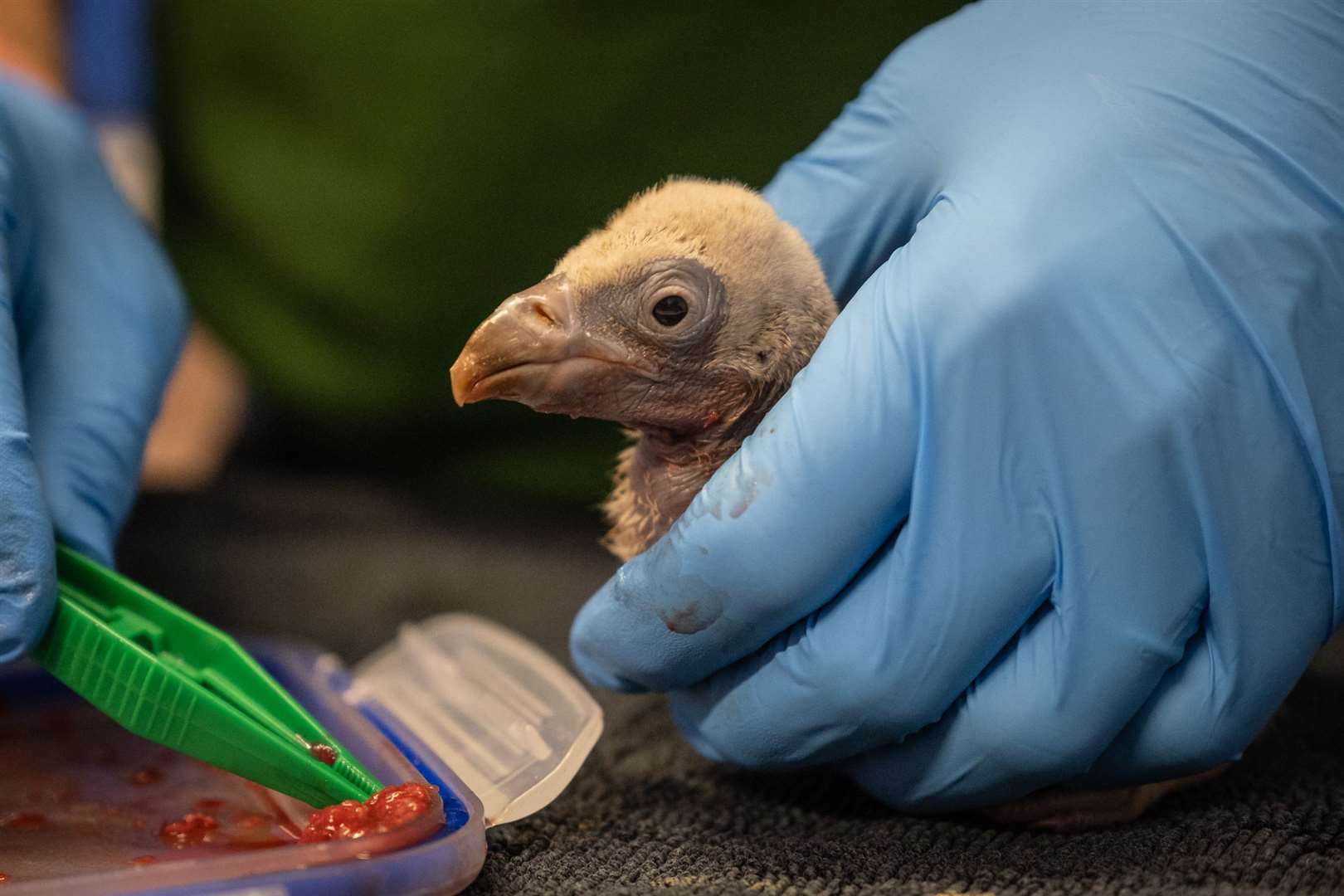 The birth was the first vulture chick hatching in more than 40 years (ZSL London Zoo)