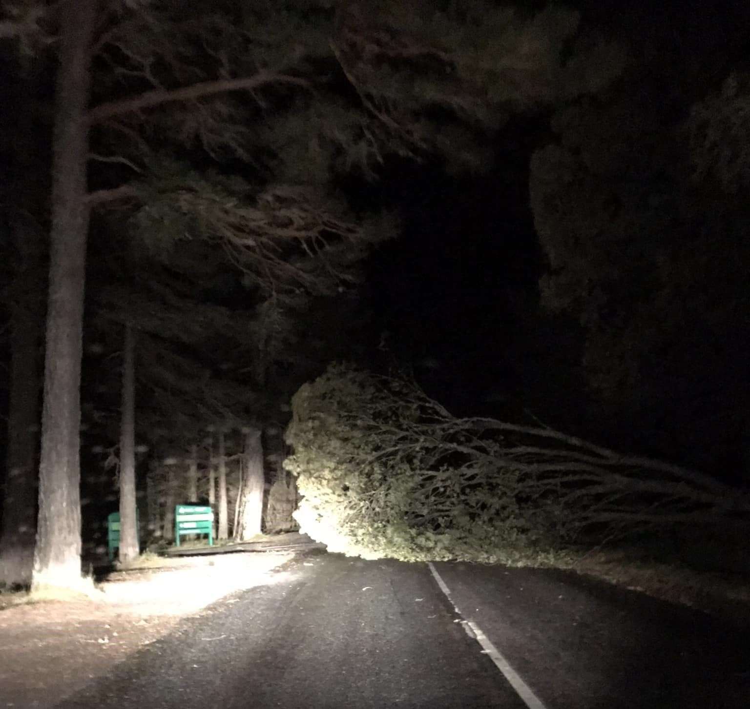 Tree down in Glenmore last night. Picture Rachel Morris