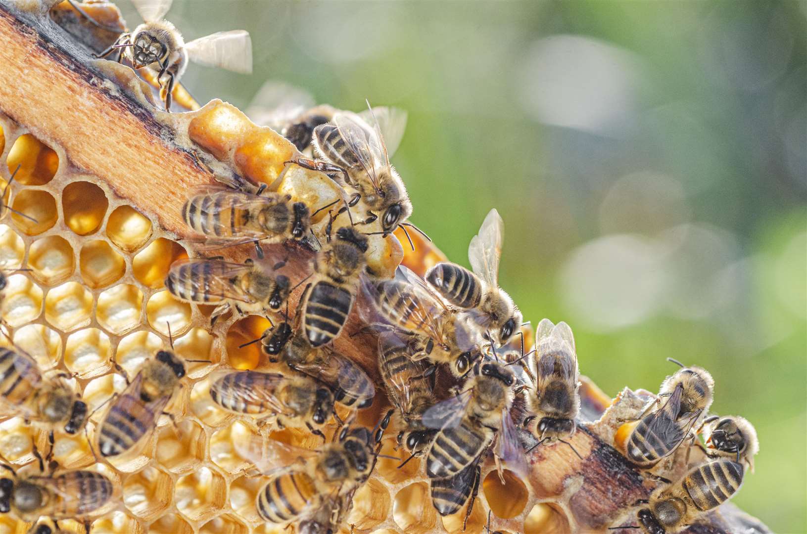 Honey bees hard at work.