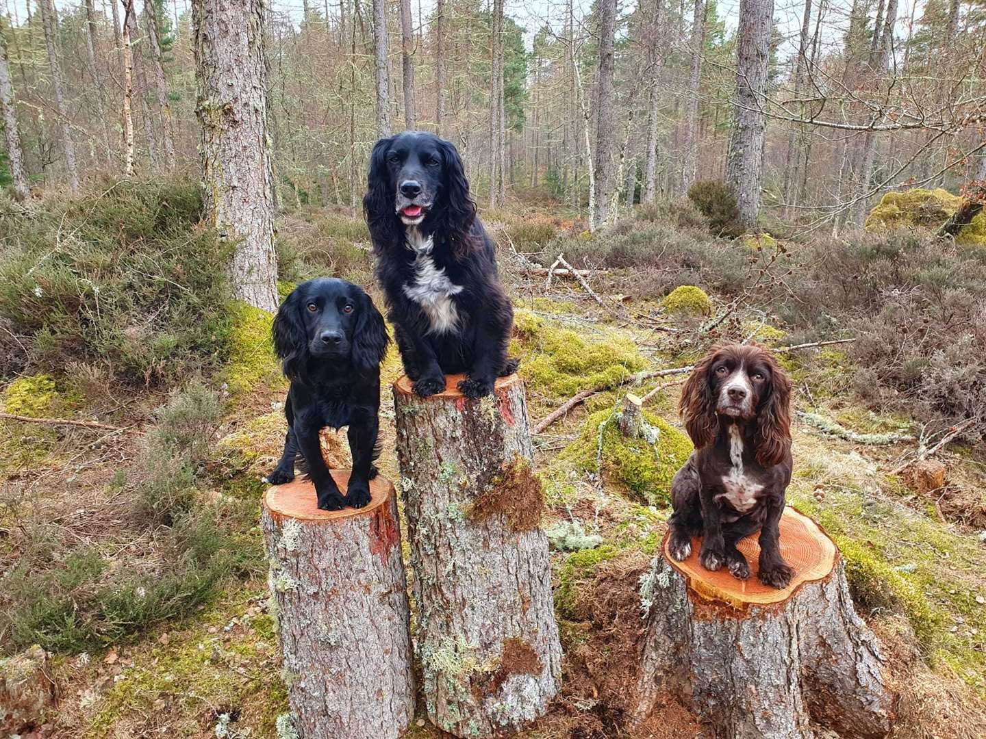 L-R Louie, Axl and Chess - the dogs who sniffed out the unexploded ordnance at Culbin Forest