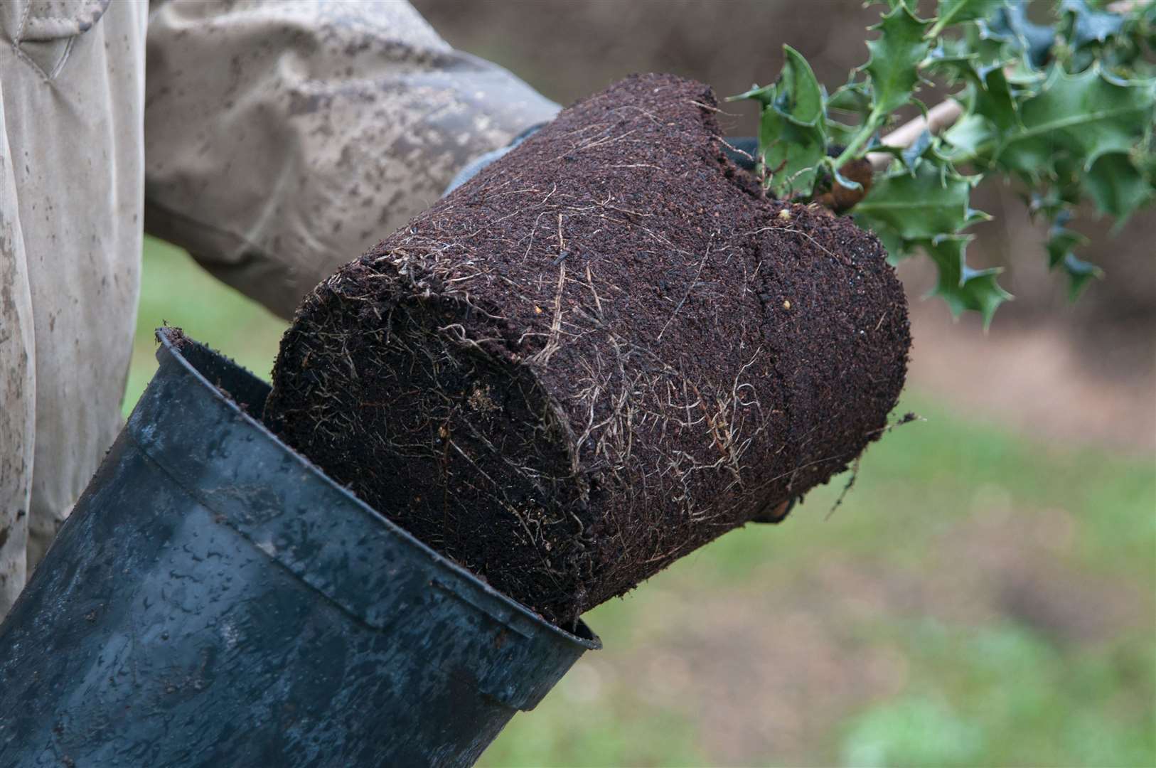 Planting a holly hedge. Picture: Tim Sandall/RHS/PA