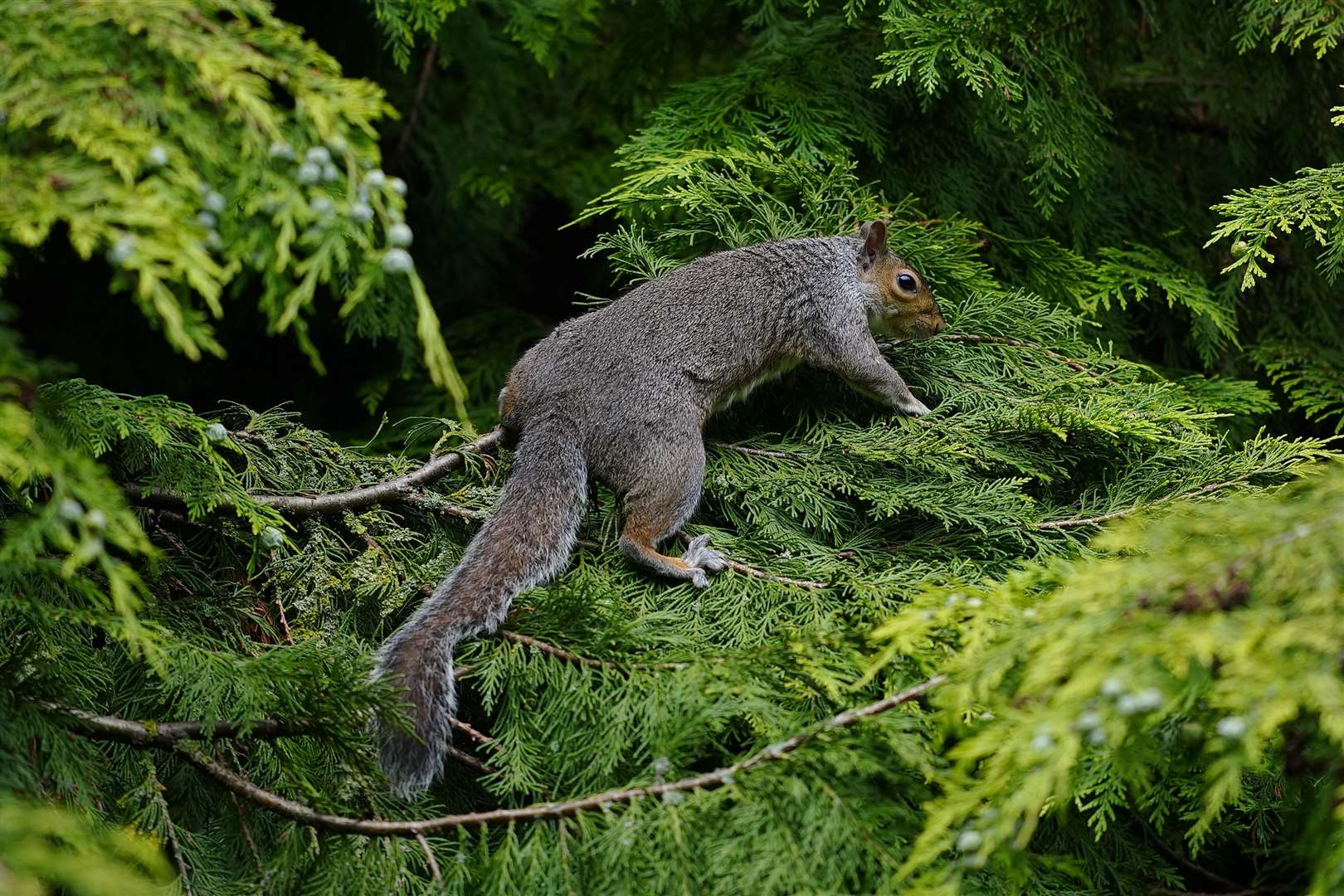 Grey squirrels are one example of the invasive species that are displacing UK wildlife (Peter Byrne/PA)