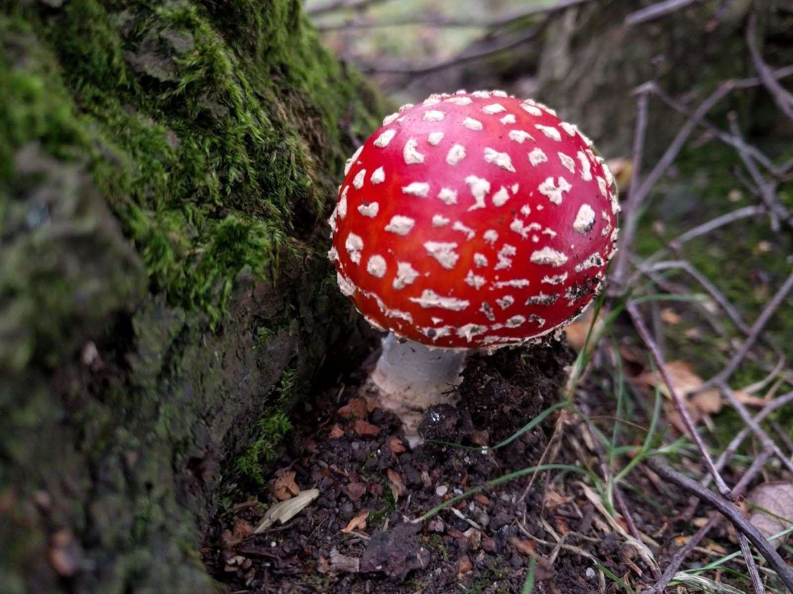 Only the fruiting body of fungi is visible above ground, which exists to spread its spores, while vast underground networks connect with other plant life (handout/University of Sheffield/PA)