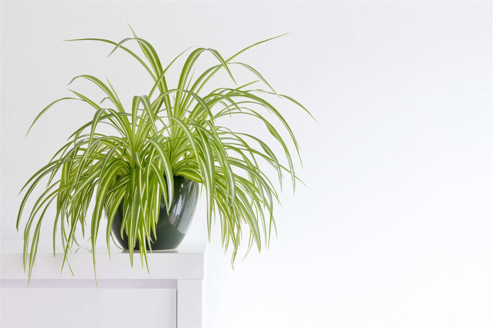 Spider plant. Picture: iStock/PA