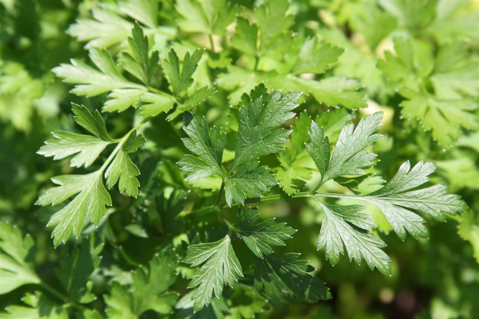 Undated Handout Photo of flat-leaved parsley. See PA Feature GARDENING Advice Herbs. Picture credit should read: iStock/PA. WARNING: This picture must only be used to accompany PA Feature GARDENING Advice Herbs.