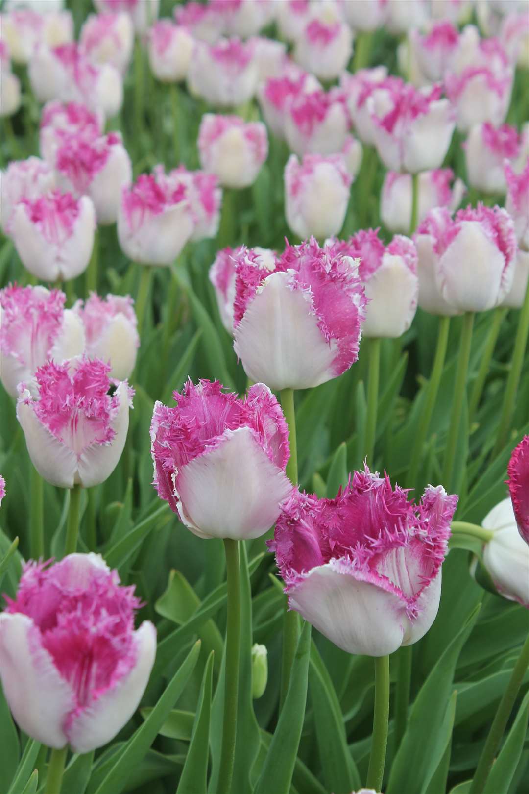 Tulipa 'Eyelash'. Picture: Bloms Bulbs/ PA
