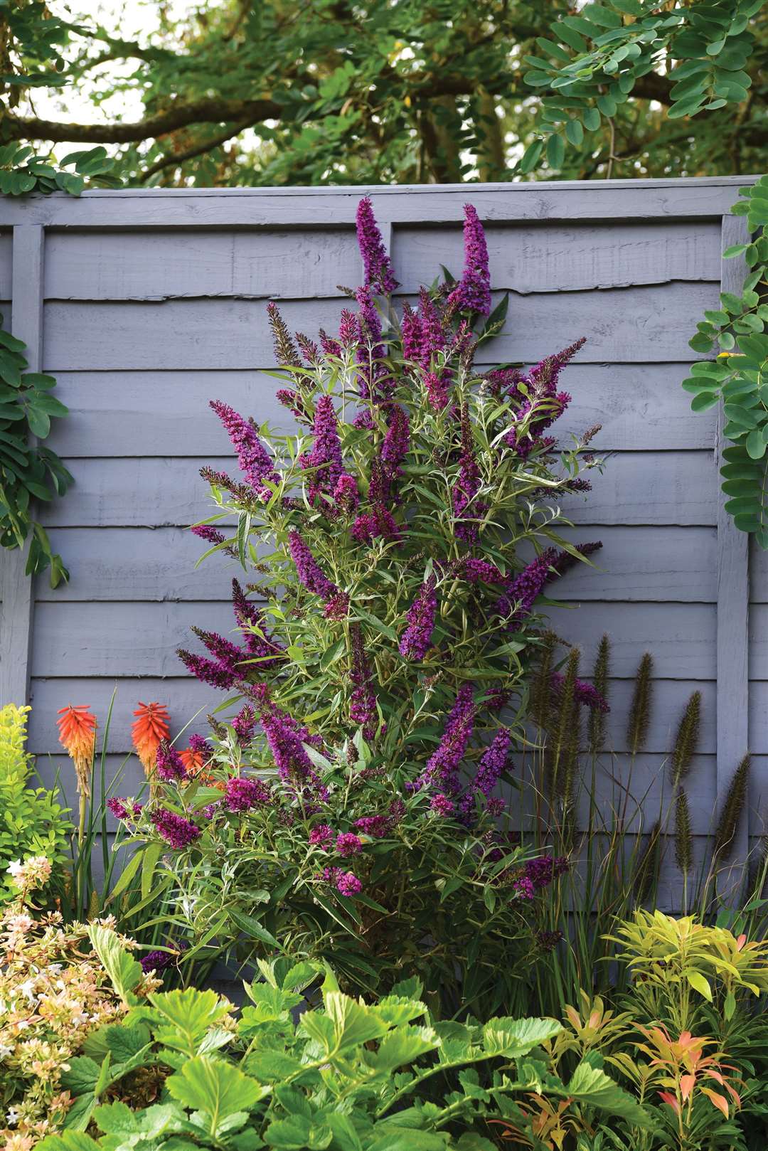Buddleja 'Butterfly Towers Magenta'. Picture: Thompson & Morgan/PA