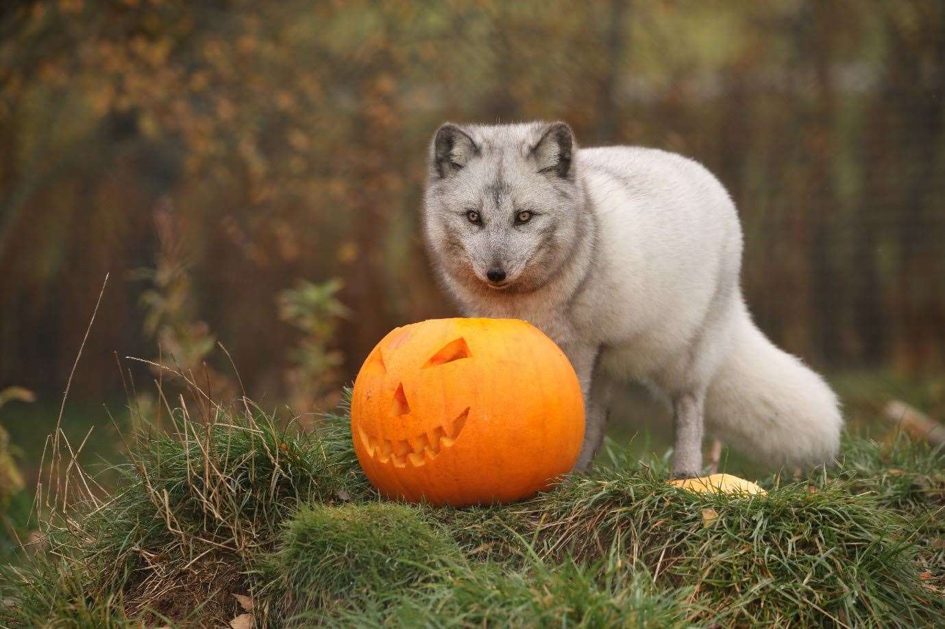 An Arctic fox with a Halloween pumpkin which contains some tasty treats