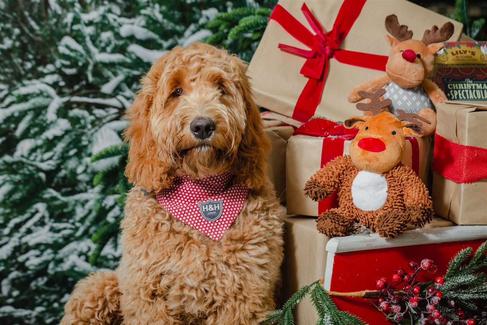 Pet owners can book in for selfies with Santa Paws at Dobbies Garden Centre.