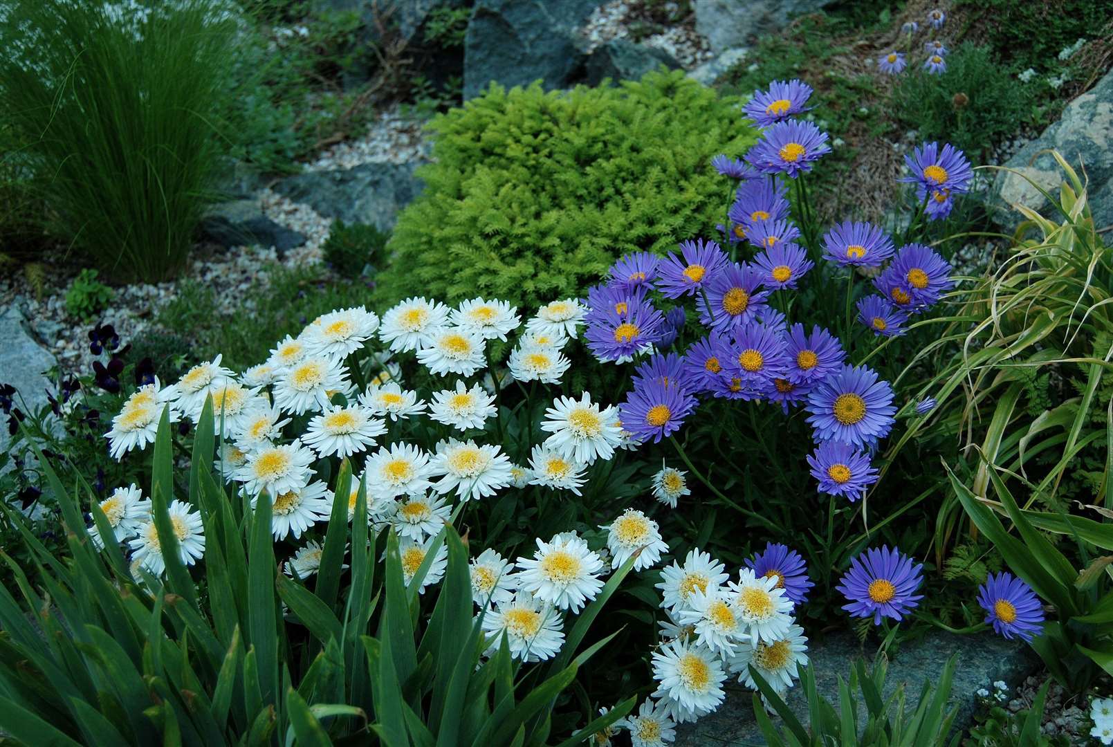 Asters.