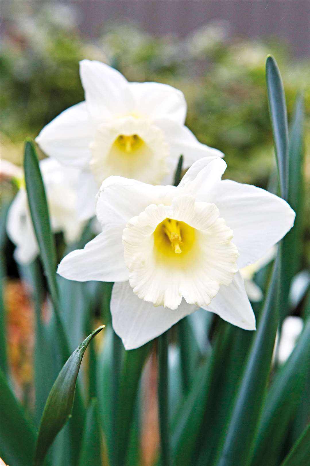 Narcissus 'Snowy Mountain'. Picture: Tulip Store/PA