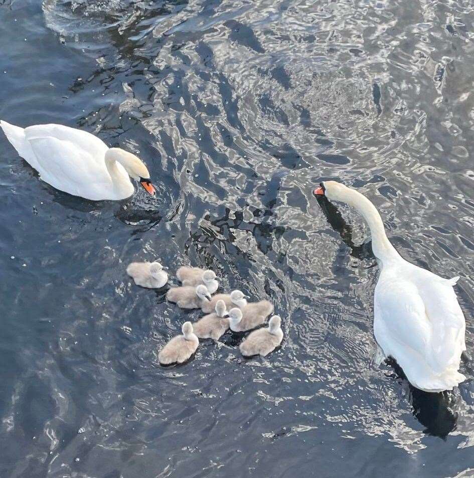 The eight cygnets pictured a week ago by Karen Joyce.