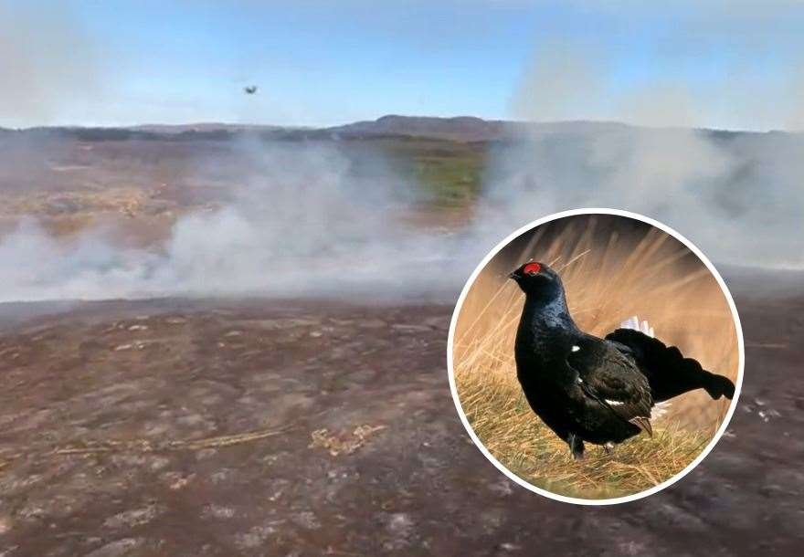 The Black Grouse is among the species 'badly hit' by the wildfire.