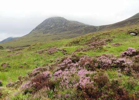 The view over the heather to Tom a’ Choinich’s south-east ridge.