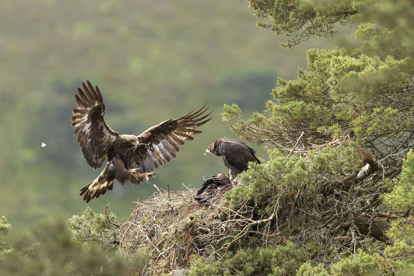 A golden eagle nest in the Cairngorms National Park. Picture: Mark Hamblin / scotlandbigpicture.com