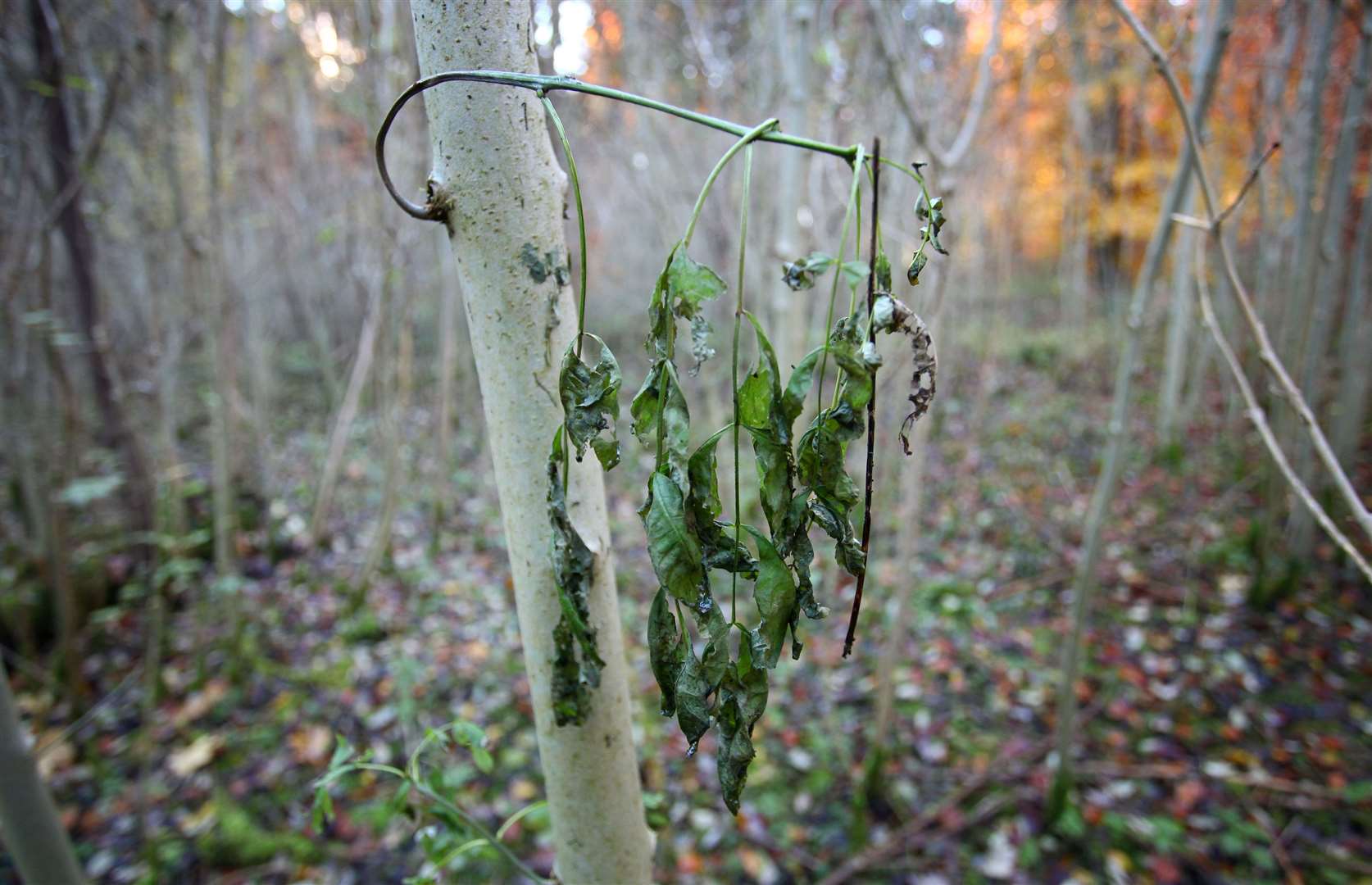 Ash dieback is expected to kill the majority of ash trees in the UK (Gareth Fuller/PA)