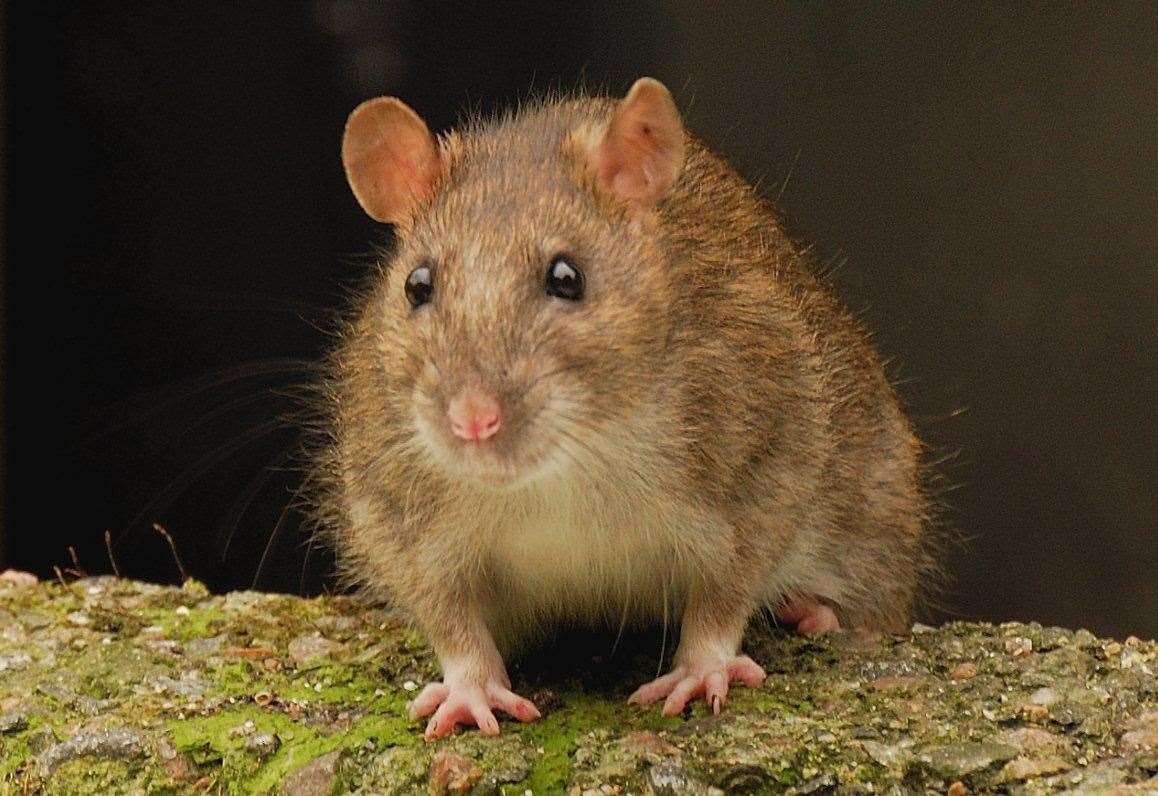 Rats in Queenspark have been concerning residents for months. (Stock image).