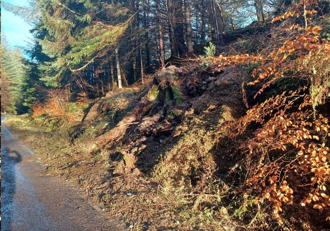 A82 closure: huge fallen tree removal operation continues