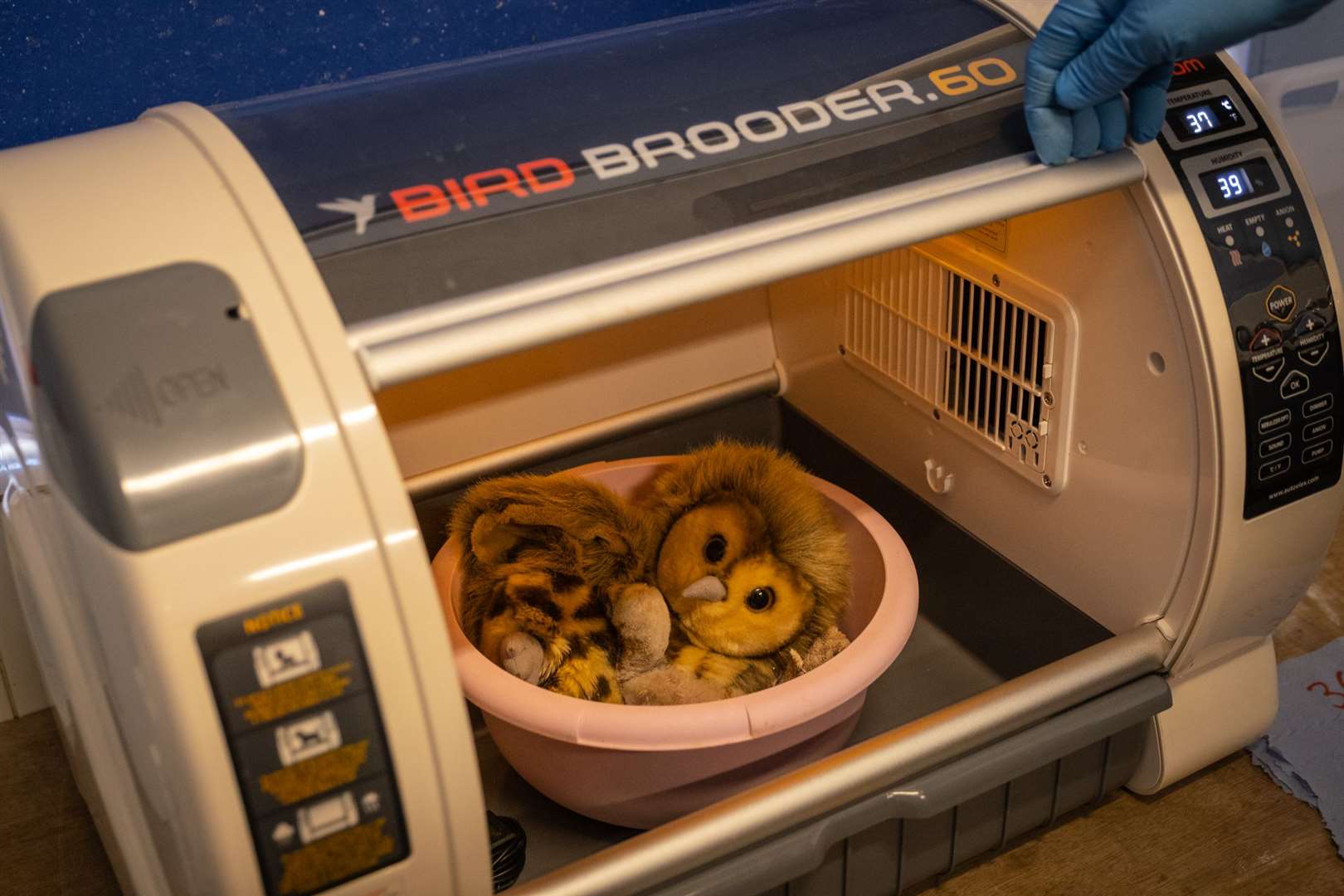 Egbert snuggled up with a soft toy in its incubator (ZSL London Zoo)