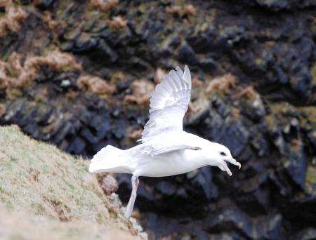 Sightings of fulmars but none of puffins