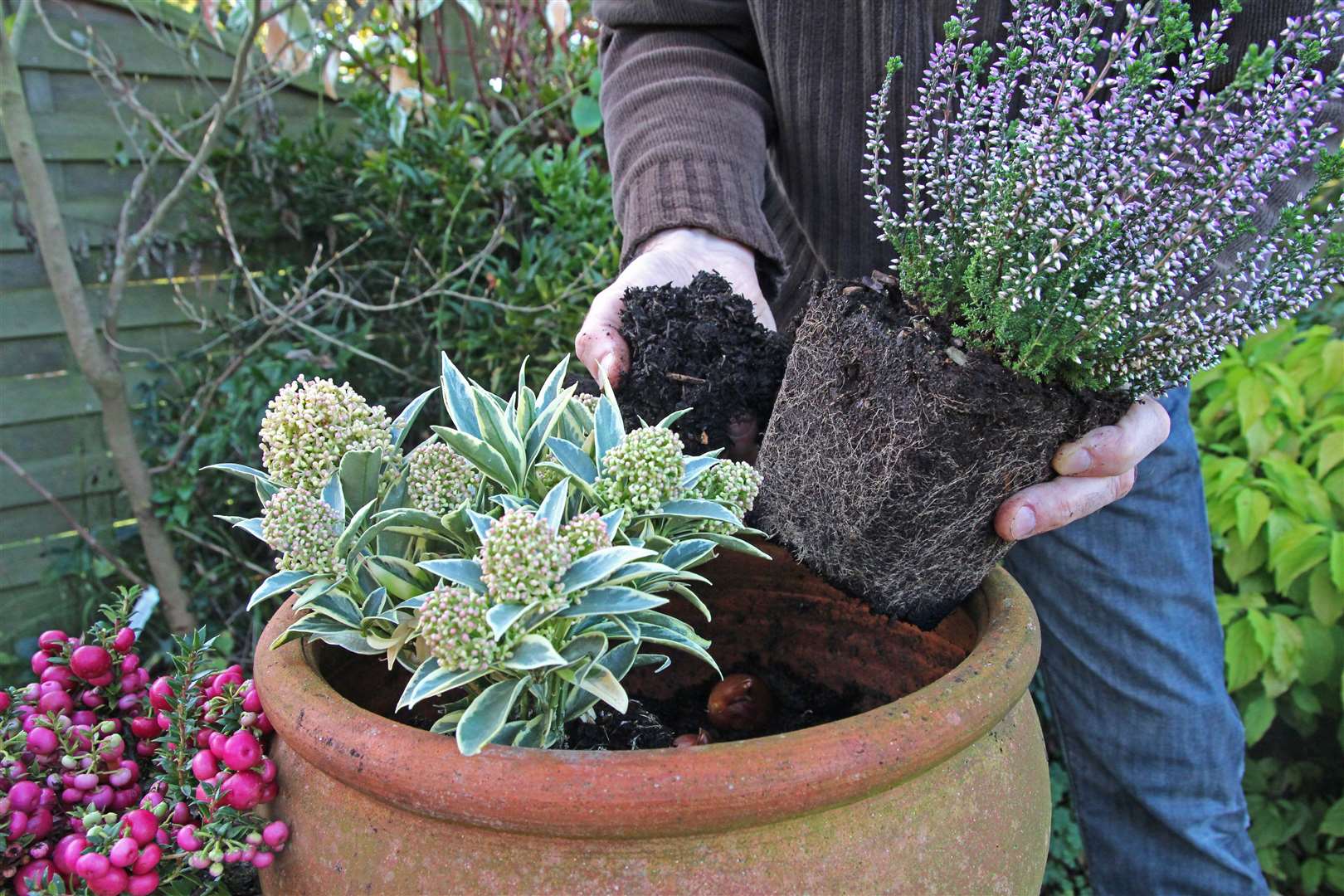 Planting a winter pot – skimmia heather gaultheria. Picture: Adam Pasco Media