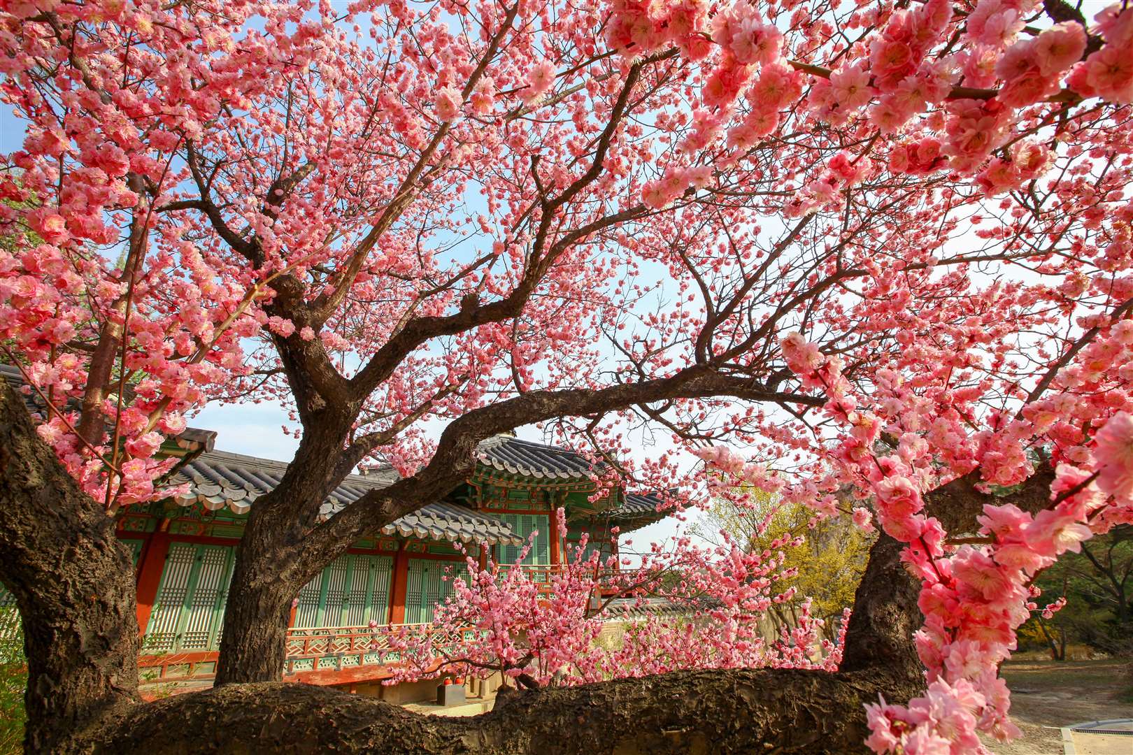 Changdeokgung Palace in full cherry blossom beauty. Picture courtesy of the Korean Tourist Organization.