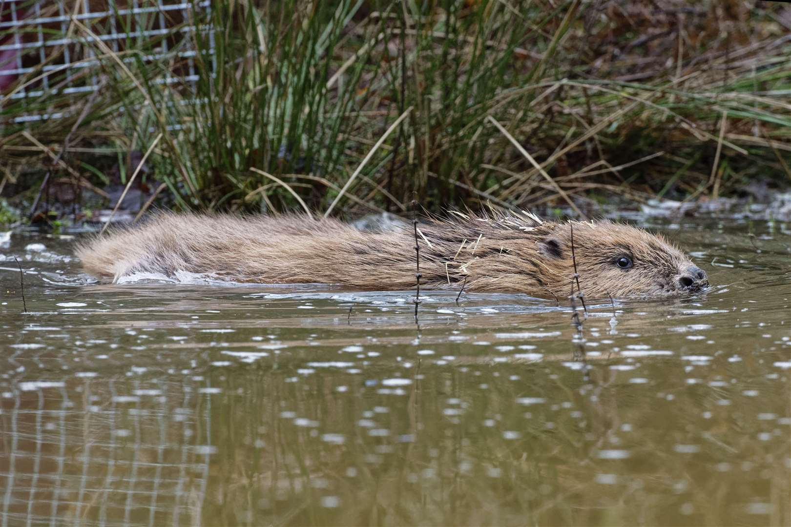 One of the beavers swimming off into the pond (Nick Upton/Ewhurst/PA)