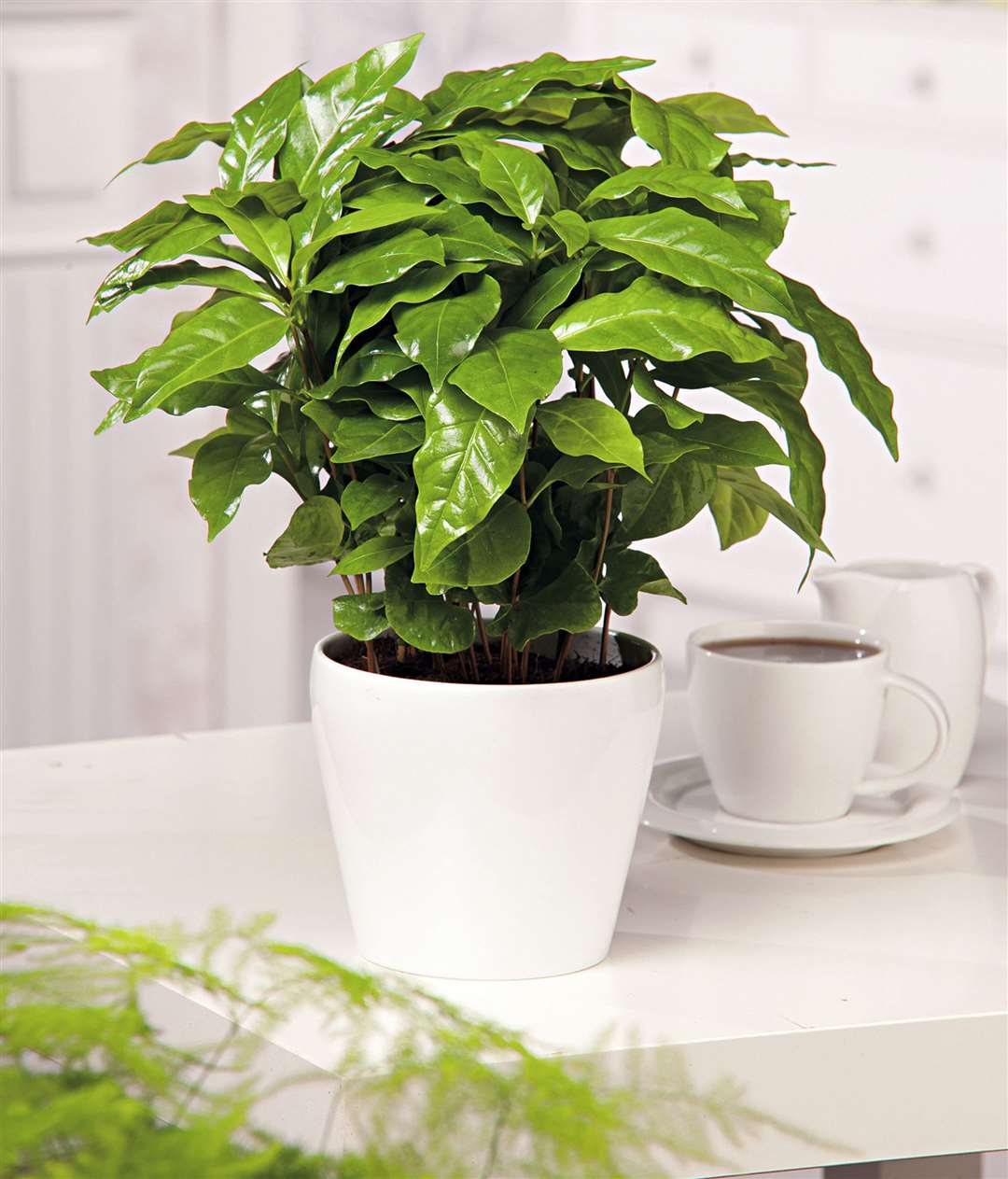 Undated Handout Photo of a coffee plant. See PA Feature GARDENING Advice Houseplant. Picture credit should read: Suttons/PA. WARNING: This picture must only be used to accompany PA Feature GARDENING Advice Houseplant.