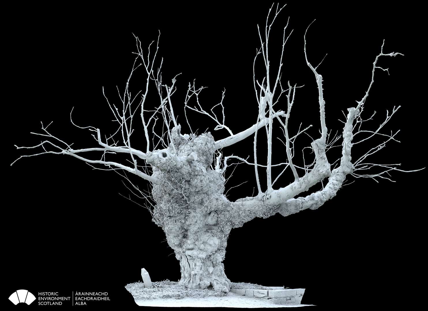The Beauly Elm has been laser-scanned for a 3-D image.