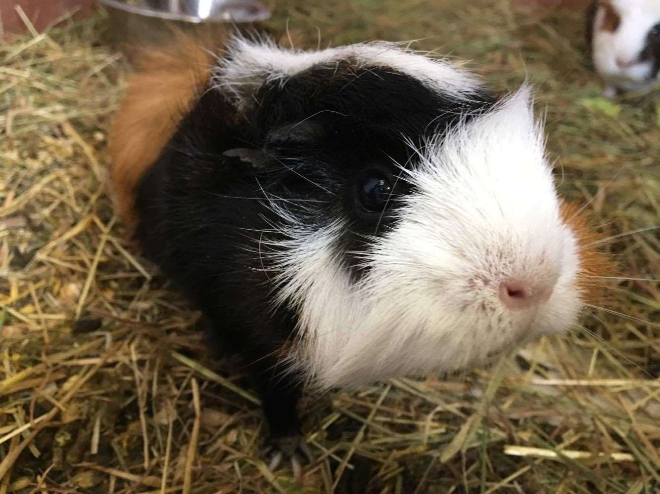 Guinea pigs can be a great pet for children – with a little guidance.