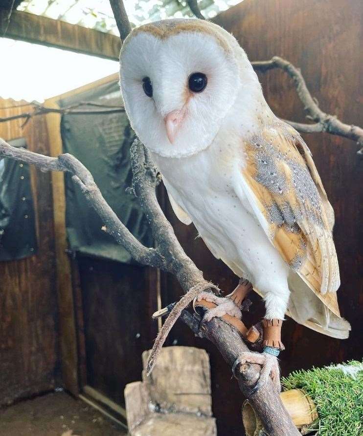 The barn owl Shiraz (Capel Manor College/PA)