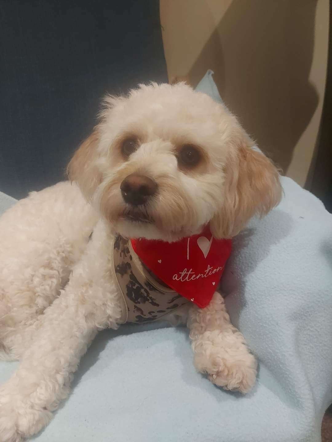 Sam Gough sent in a picture of Daisy wearing her Valentine's bandanna.