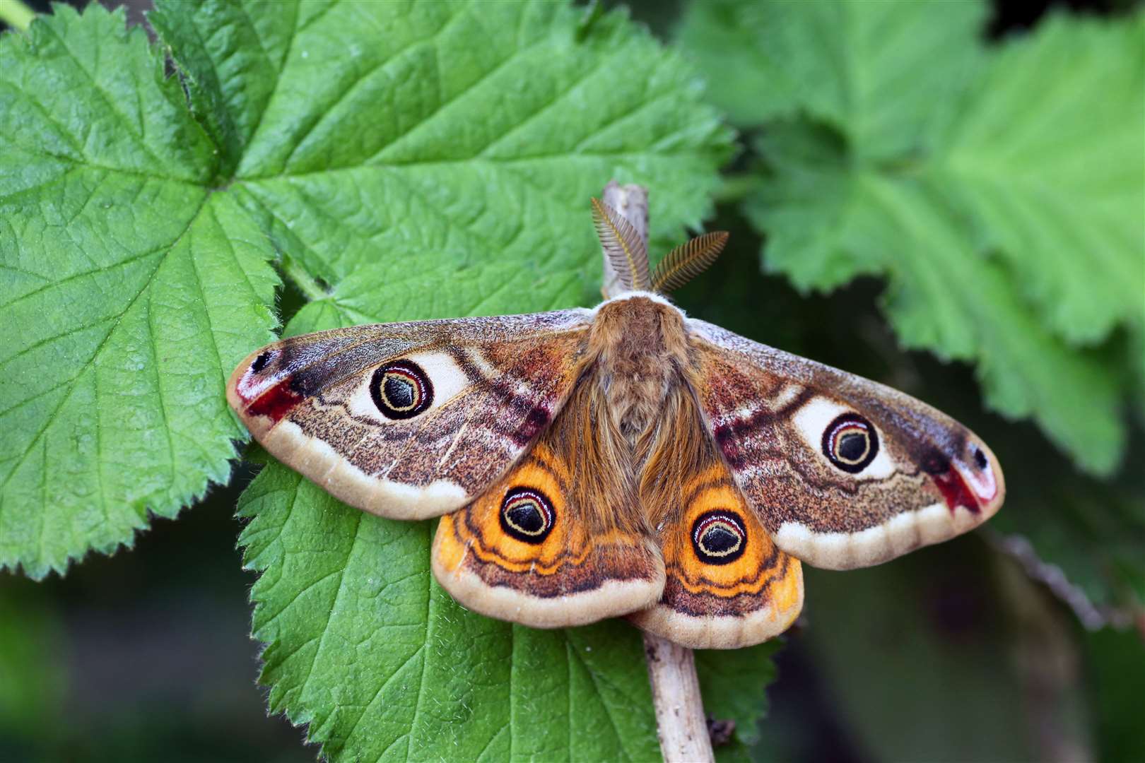 The public are being urged to look for woodland moths.