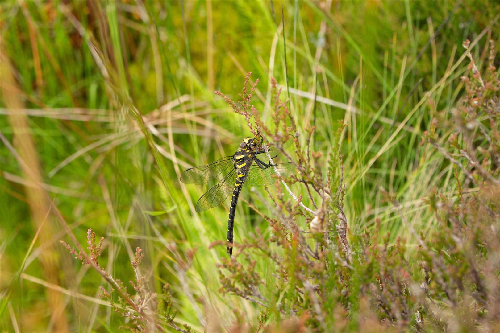 Golden-ringed dragonfly seen on heather beside the burn.
