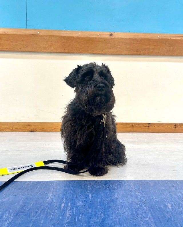 Alfie the schnauzer - a trained therapet - elcomed visiors to the Culloden Mind Hub.