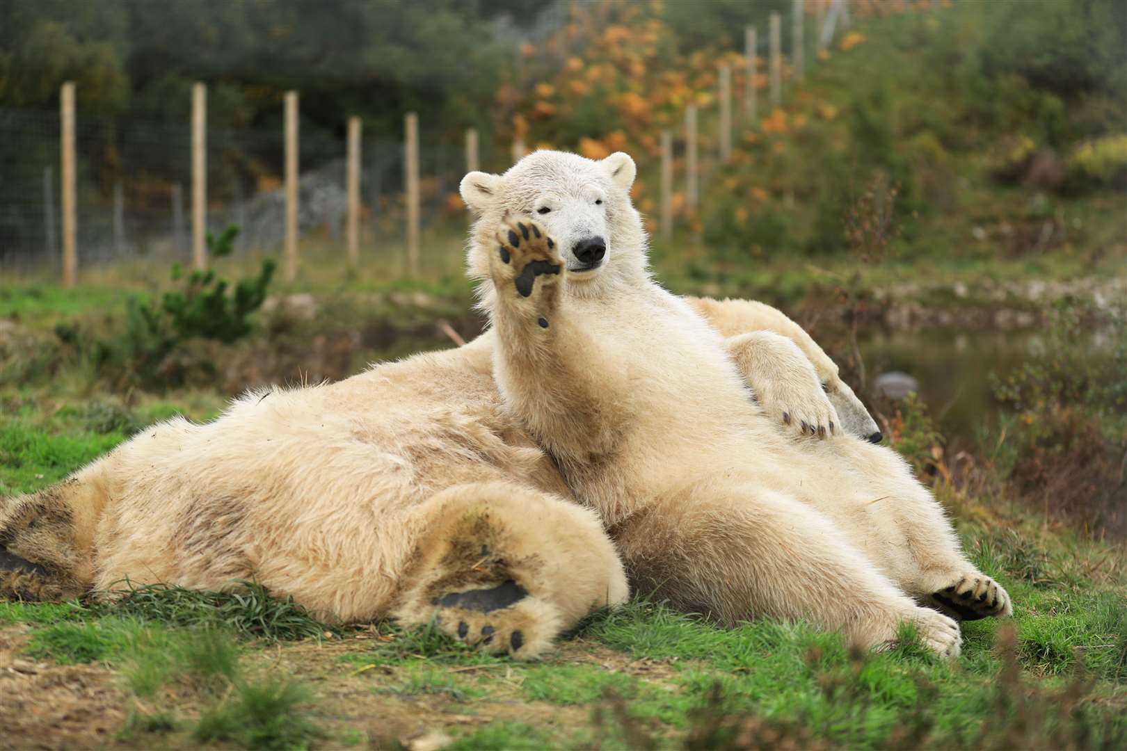Hamish the Polar Bear is at Highland Wildlife Park until the end of the month.