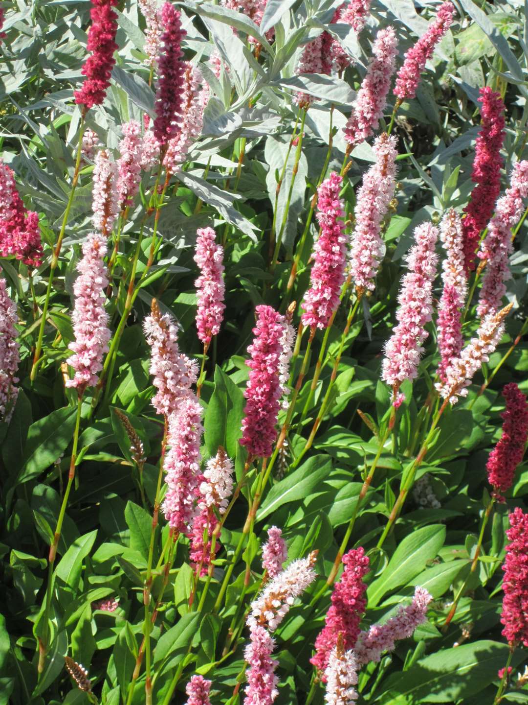 Other quick-growing varieties include Persicaria affinis, which thrives in sun or light shade. Picture: iStock/PA