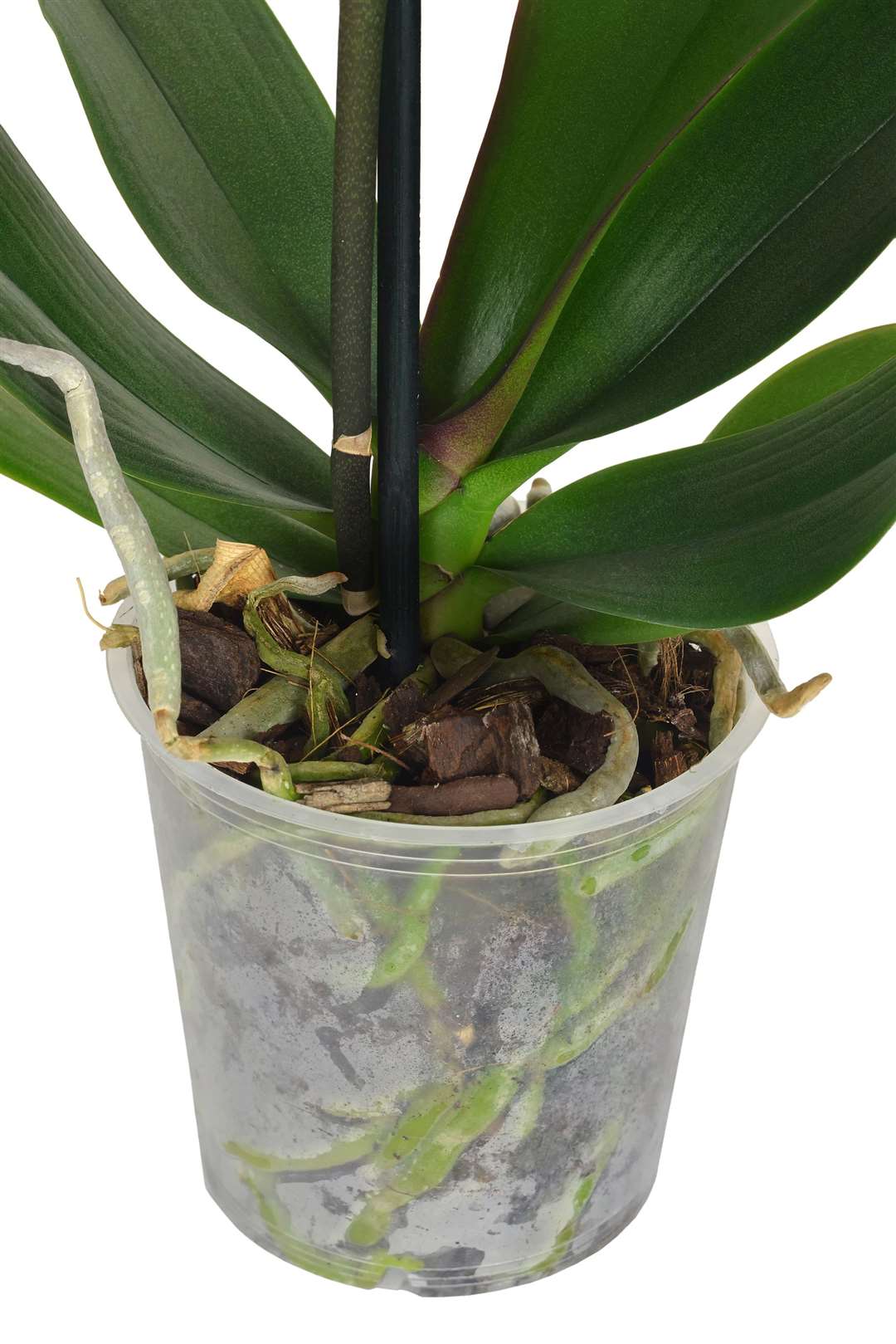 Healthy orchid roots should be plump and green. Picture: iStock/PA